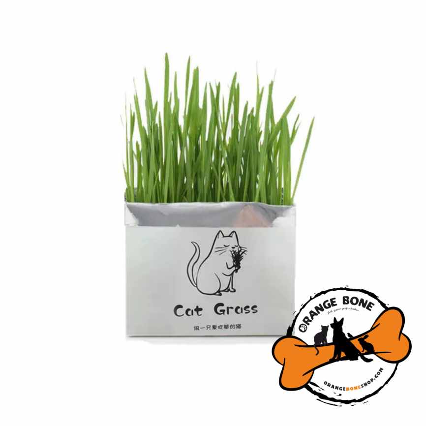 چمن گربه علف گربه