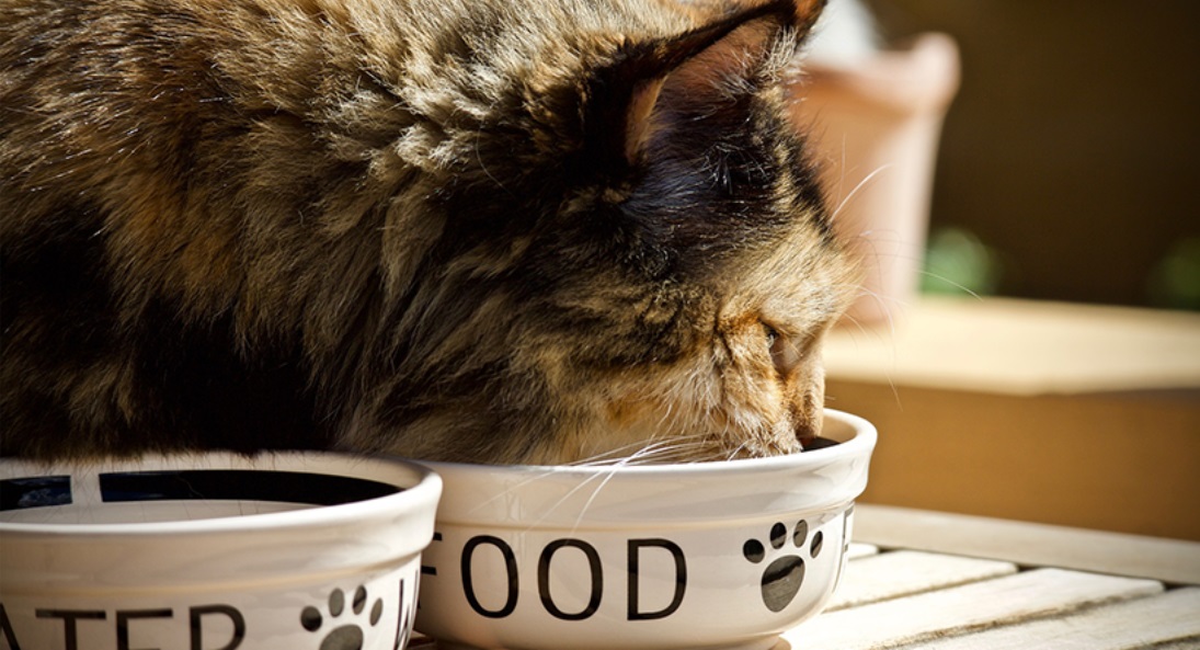 wet food for cats