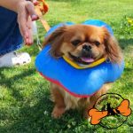 گردنبند الیزابت پارچه ای سگ