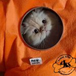 گربه داخل تونل