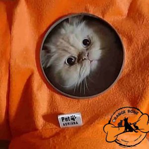 گربه داخل تونل