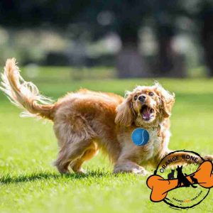 اسباب بازی سگ توپ تنیس