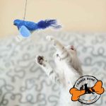 بازی جذاب برای گربه