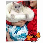 کیسه خواب گربه - Image 3