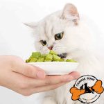 تشویقی گربه خارجی