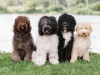 Barbet-Dog-سگ-باربت