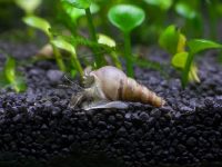 Malaysian-Trumpet-Snail