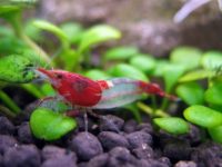 Red Rili Shrimp