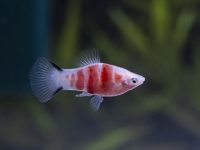 Tiger Ruby Platy
