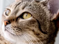 بیماری یورینری در گربه ها